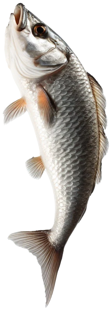 A silver fish with pale orange fins, its head raised