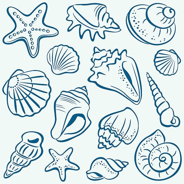 Line drawings of seashells and starfish in deep blue